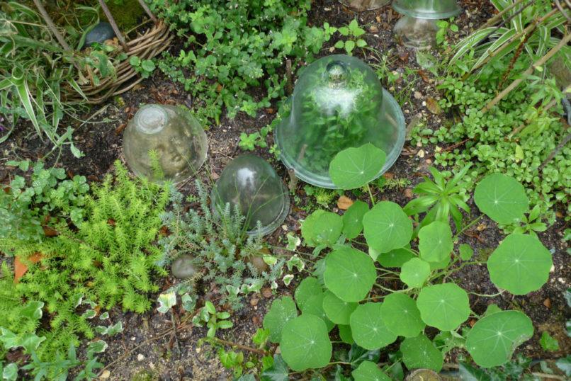 Certaines plantes et petites sculptures sont sous cloches transparentes