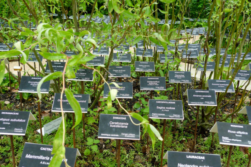 Des étiquettes noires alignées avec des noms de plantes.