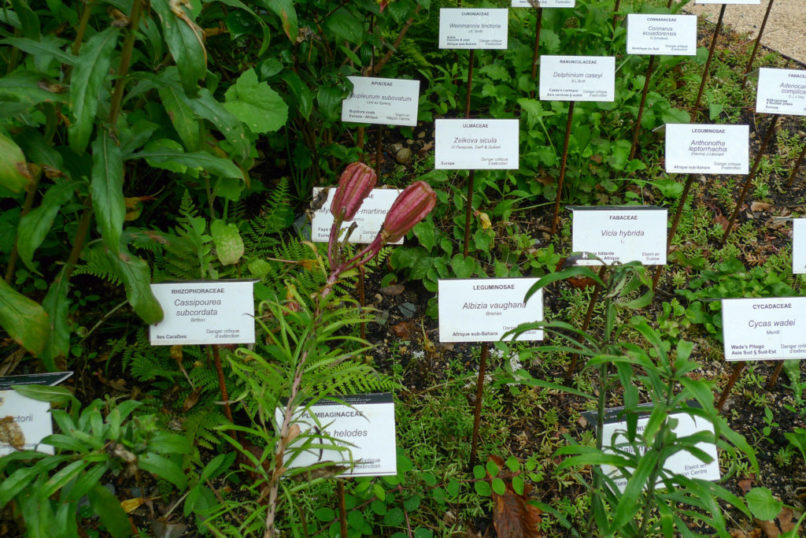 Des étiquettes blanches alignées avec des noms de plantes.